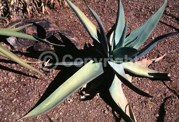 Orange blooms; Evergreen; Needles or needle-like leaf