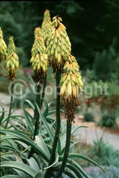 Yellow blooms; Evergreen; Needles or needle-like leaf