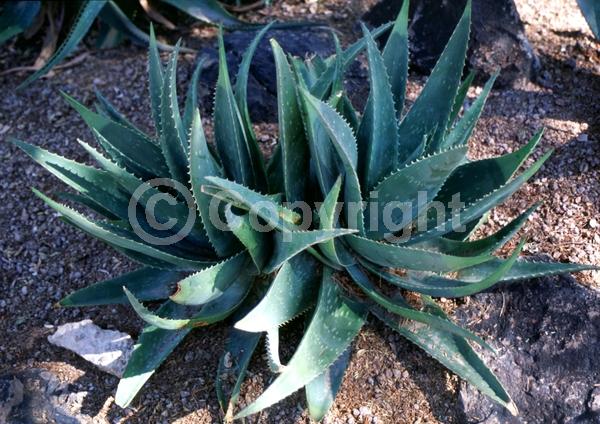 Red blooms; Evergreen