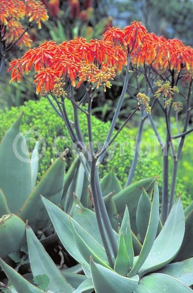 Orange blooms; Evergreen; Needles or needle-like leaf