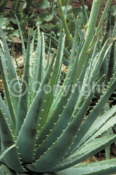 Red blooms; Evergreen; Needles or needle-like leaf