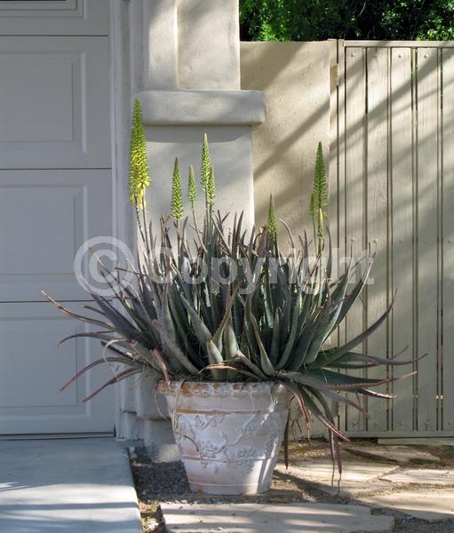 Orange blooms; Yellow blooms; Evergreen; North American Native