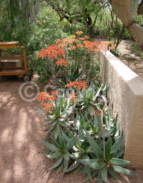 Orange blooms; Yellow blooms; Evergreen; North American Native
