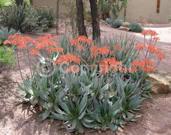 Orange blooms; Yellow blooms; Evergreen; North American Native