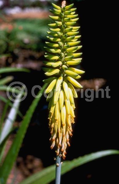 Orange blooms; Yellow blooms; Evergreen; North American Native