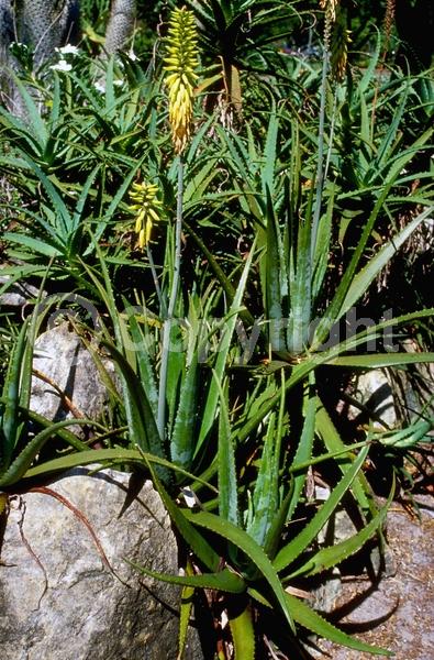 Orange blooms; Yellow blooms; Evergreen; North American Native
