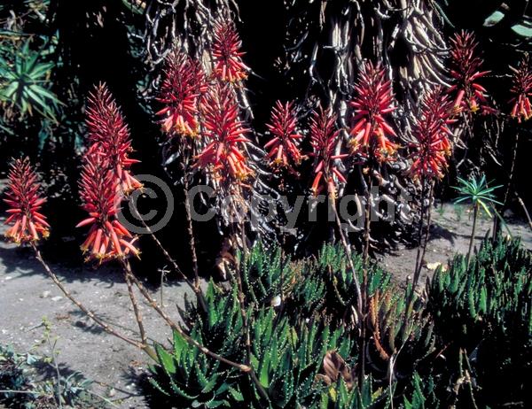 Orange blooms; Yellow blooms; Evergreen; North American Native
