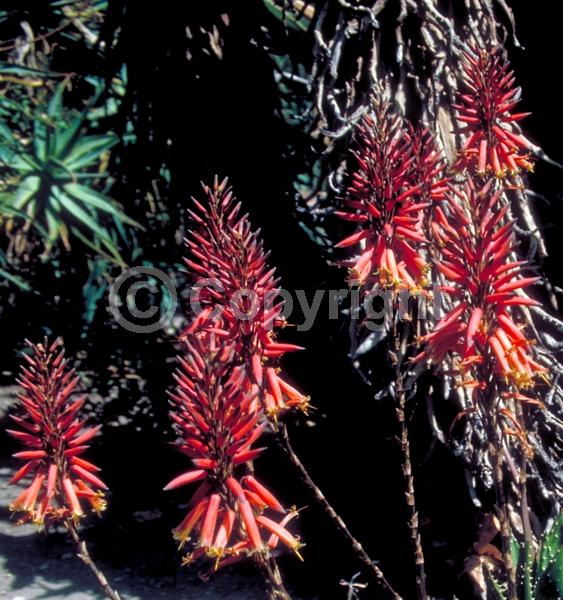 Orange blooms; Yellow blooms; Evergreen; North American Native