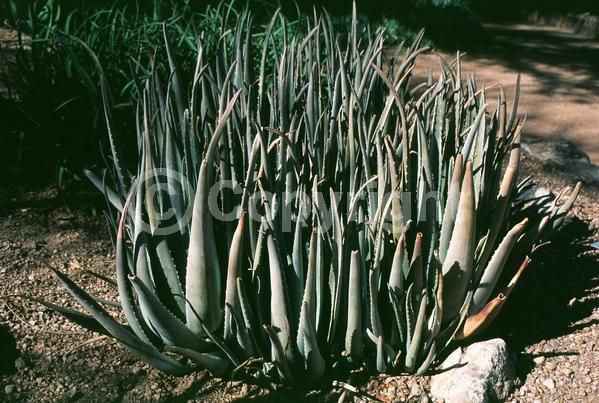 Orange blooms; Yellow blooms; Evergreen; North American Native