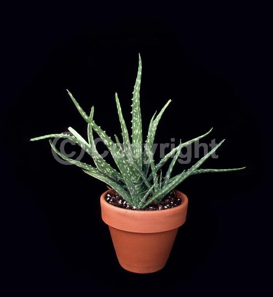 Orange blooms; Yellow blooms; Evergreen; North American Native