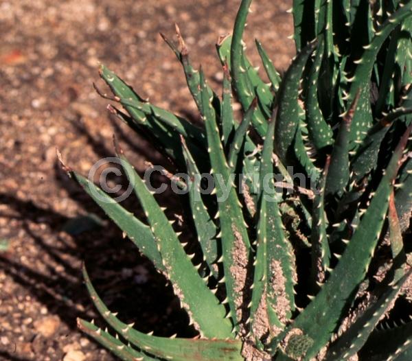 Red blooms; Evergreen; Needles or needle-like leaf