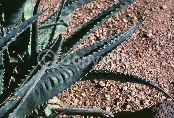 Red blooms; Evergreen