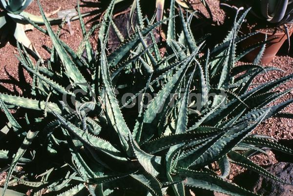 Red blooms; Evergreen