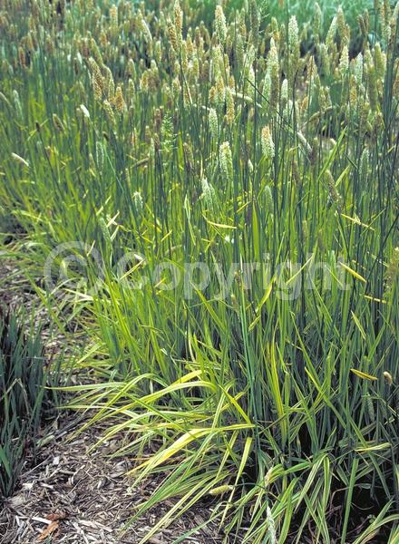 White blooms; Deciduous; Broadleaf