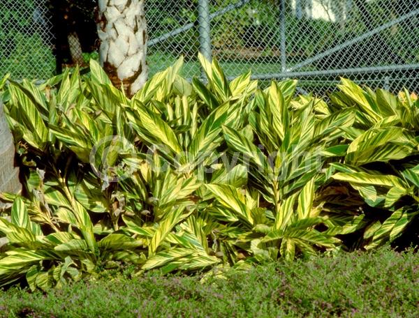 White blooms; Evergreen