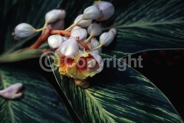 White blooms; Evergreen