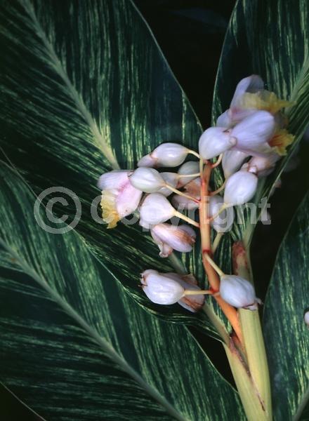 White blooms; Evergreen