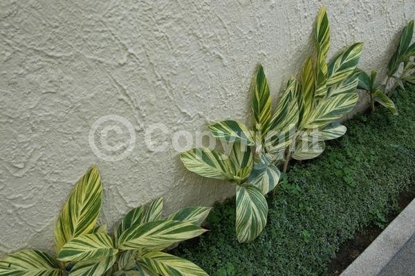 White blooms; Evergreen