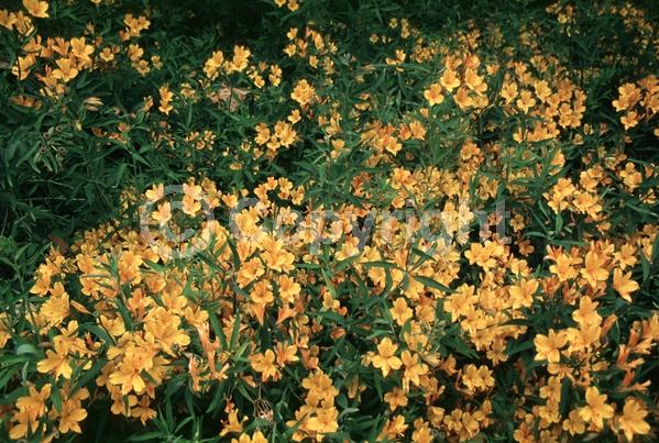 Orange blooms; Deciduous; Broadleaf