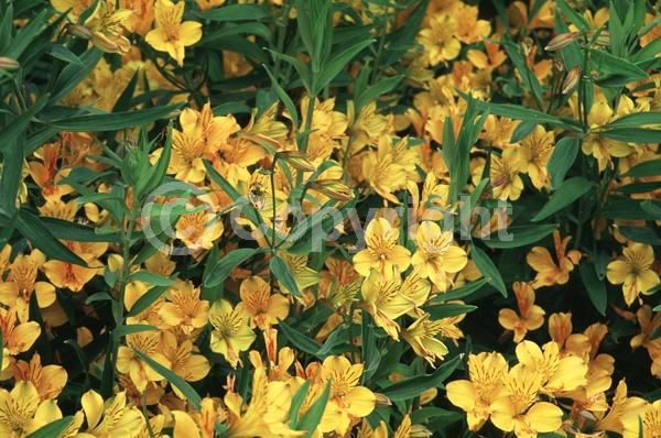 Orange blooms; Deciduous; Broadleaf