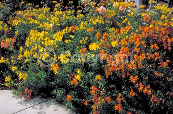 Orange blooms; Deciduous; Broadleaf