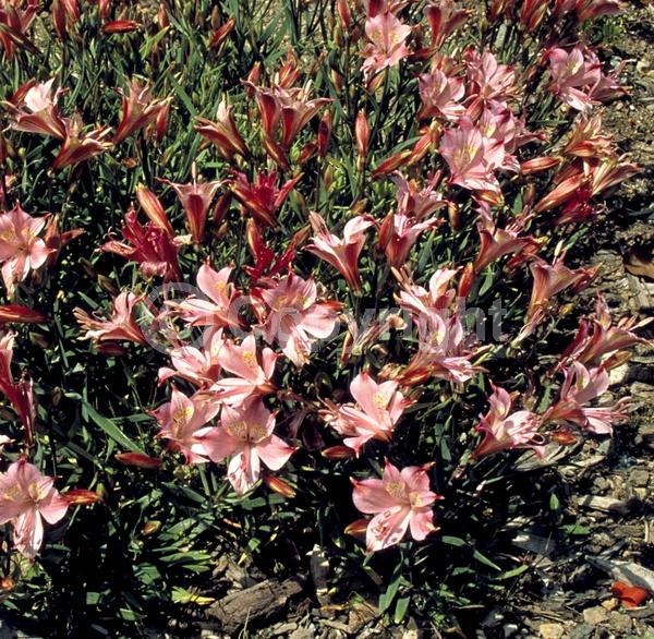 Pink blooms; Deciduous; Broadleaf