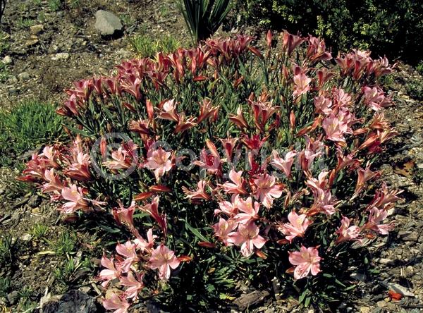 Pink blooms; Deciduous; Broadleaf