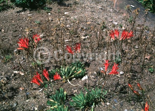 Red blooms; Yellow blooms; Purple blooms; White blooms; Pink blooms; Lavender blooms