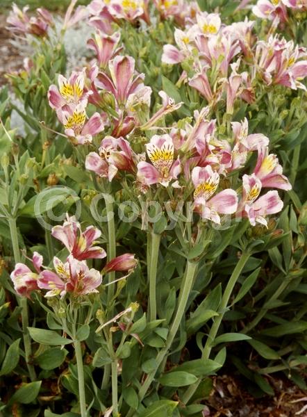 White blooms; Pink blooms