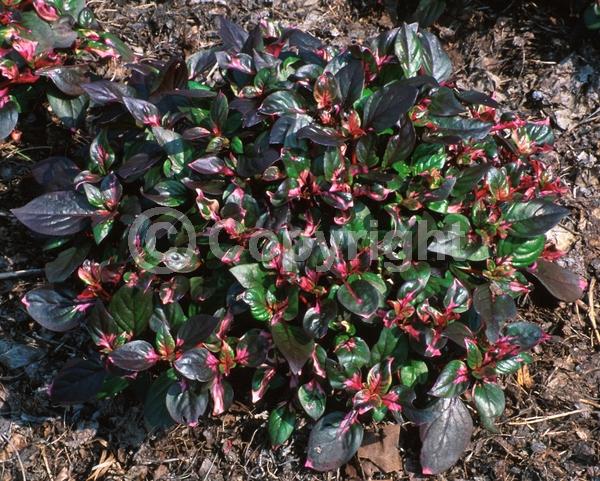 Pink blooms; Evergreen; Broadleaf