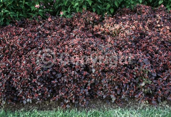 Pink blooms; Evergreen; Broadleaf