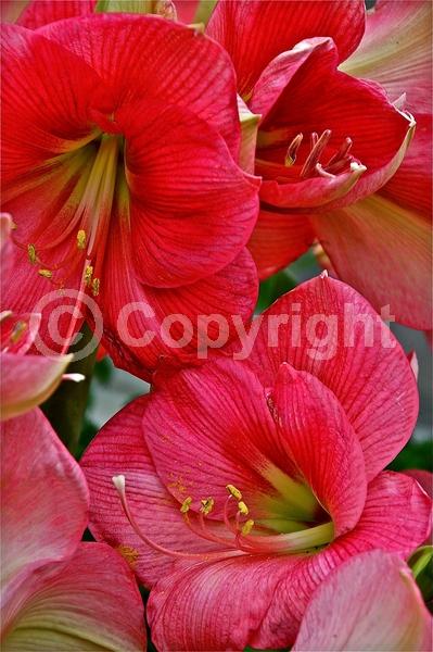 White blooms; Pink blooms; Deciduous