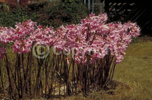 White blooms; Pink blooms; Deciduous
