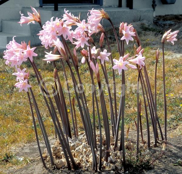 White blooms; Pink blooms; Deciduous