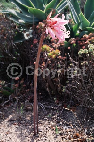 White blooms; Pink blooms; Deciduous