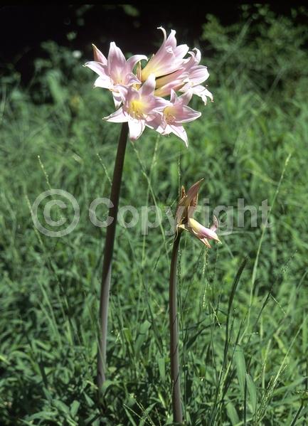 White blooms; Pink blooms; Deciduous