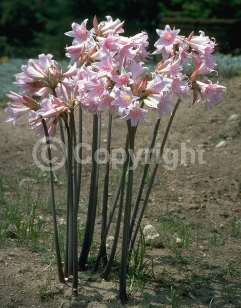 White blooms; Pink blooms; Deciduous