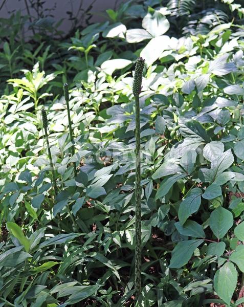 White blooms; Green blooms