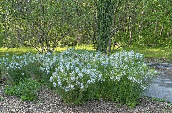 Blue blooms; Deciduous; North American Native