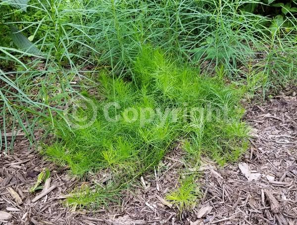 Blue blooms; Deciduous