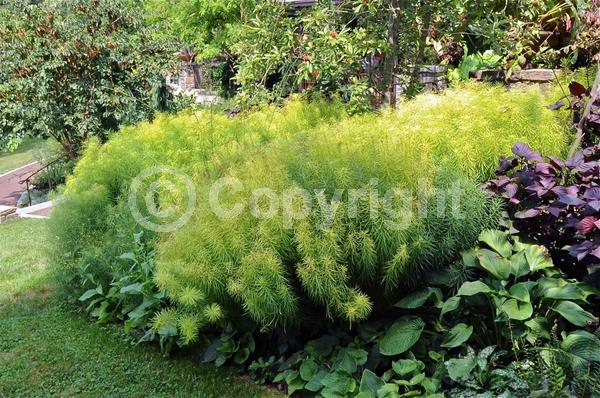 Blue blooms; Deciduous