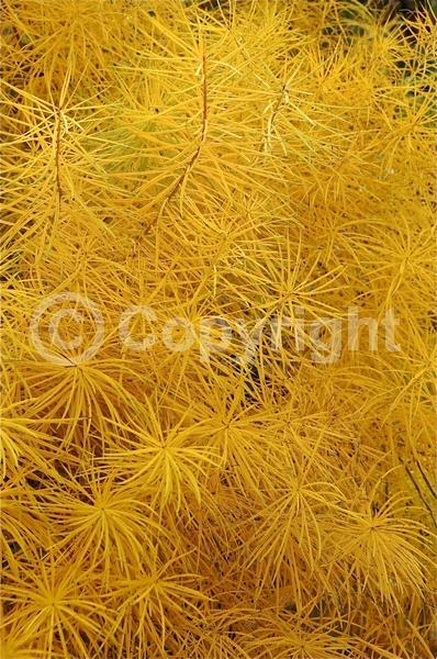 Blue blooms; Deciduous