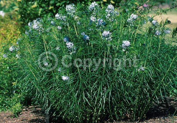 Blue blooms; Deciduous