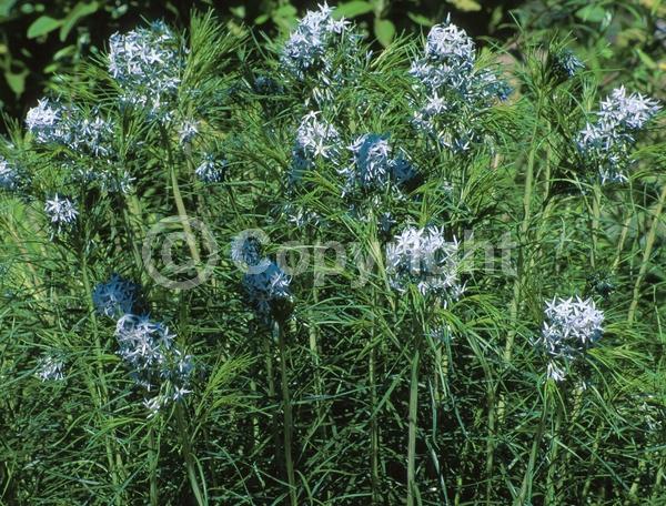 Blue blooms; Deciduous