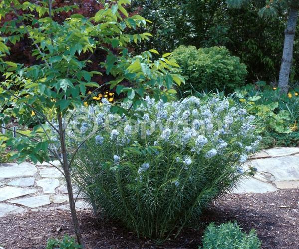 Blue blooms; Deciduous