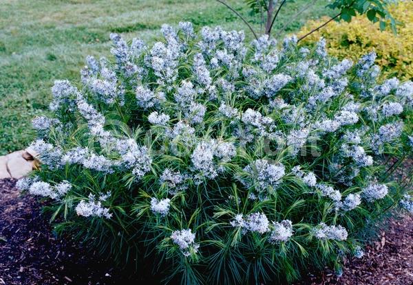 Blue blooms; Deciduous