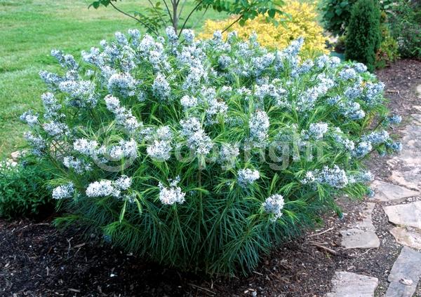 Blue blooms; Deciduous