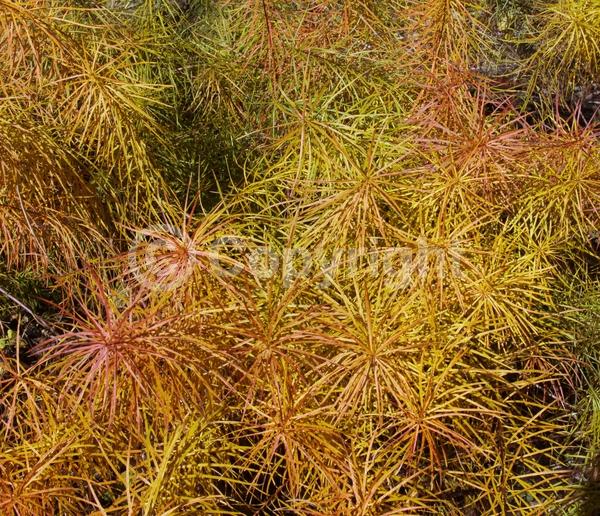 Blue blooms; Deciduous