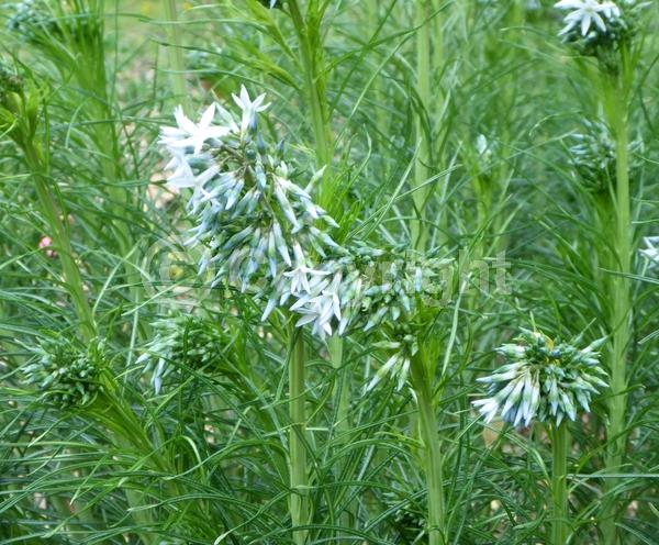 Blue blooms; Deciduous