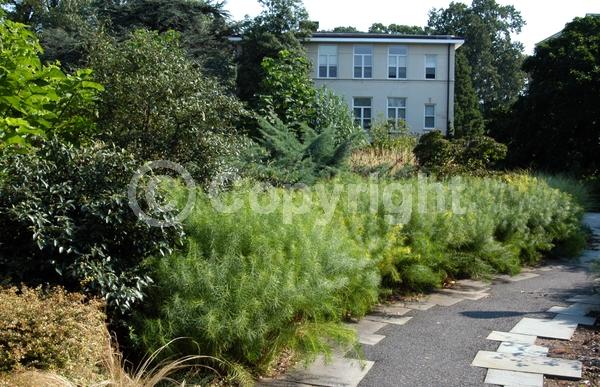 Blue blooms; Deciduous